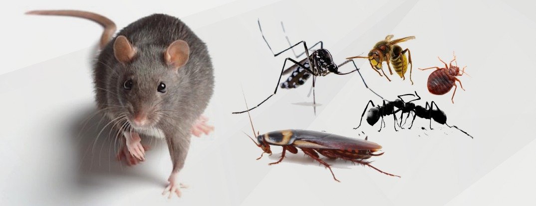 animali infestanti animali-infestanti